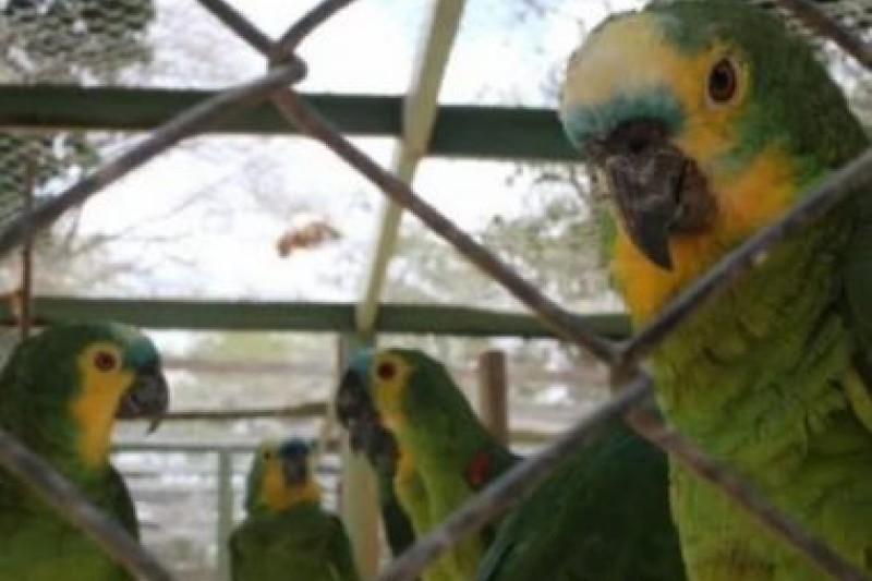 Foto: Divulgação