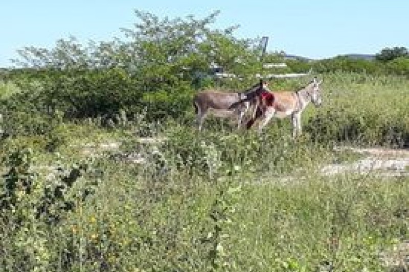 Foto: :Divulgação