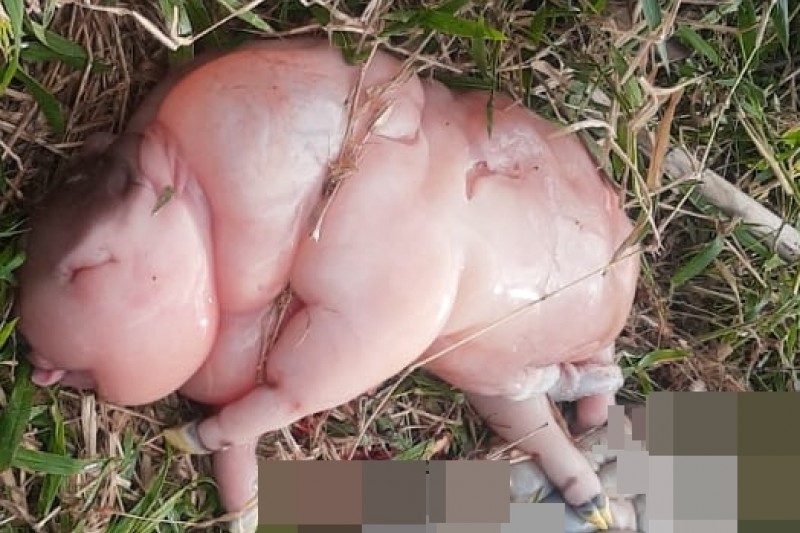 Foto: Divulgação